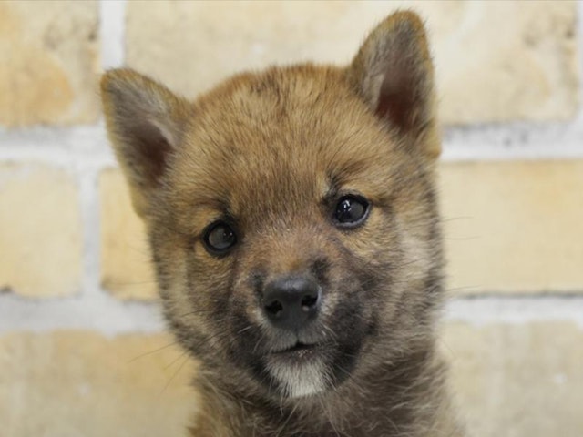 広島県の柴犬(標準サイズ) (ペッツワン広島LECT店/2024年8月26日生まれ/男の子/赤)の子犬